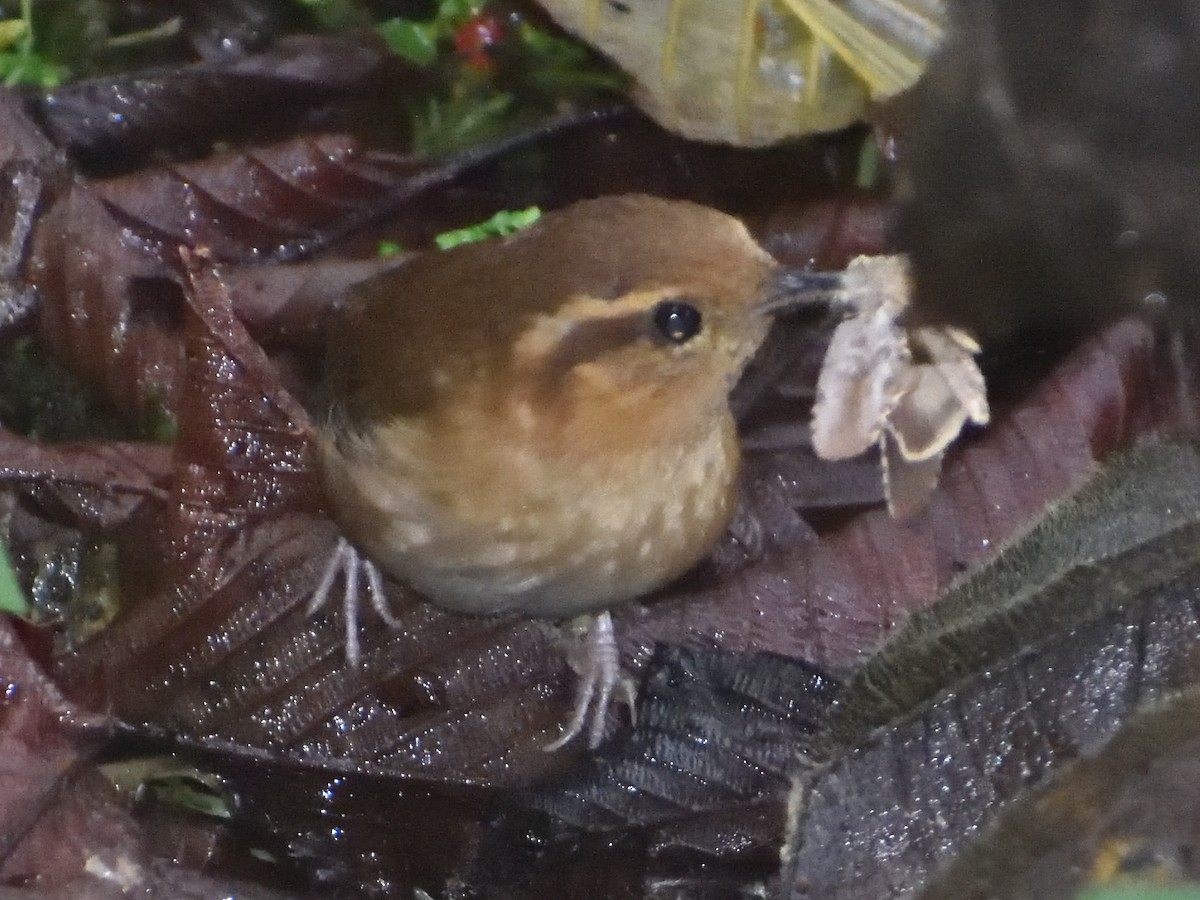 Gray-breasted Wood-Wren - ML638769252