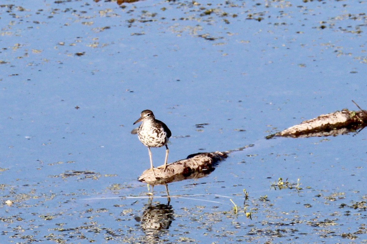 Spotted Sandpiper - ML638769254
