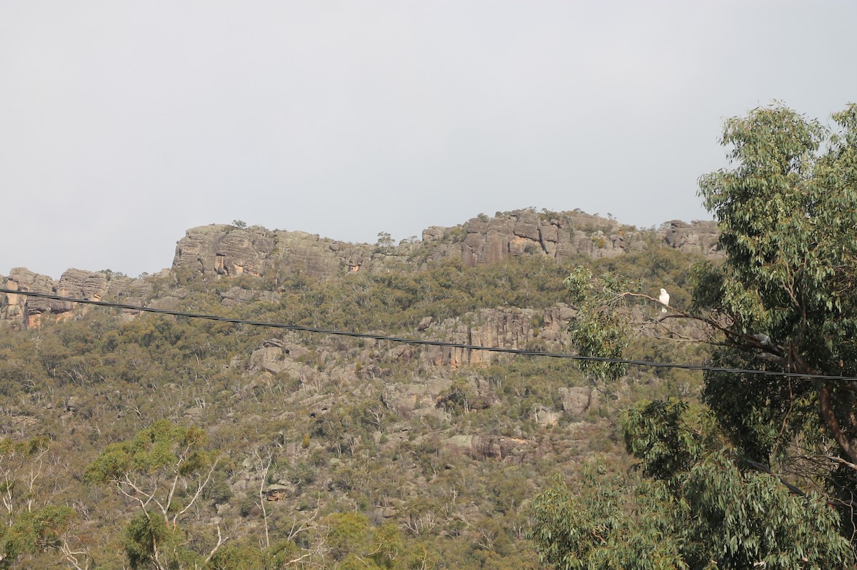 Long-billed Corella - ML638769255