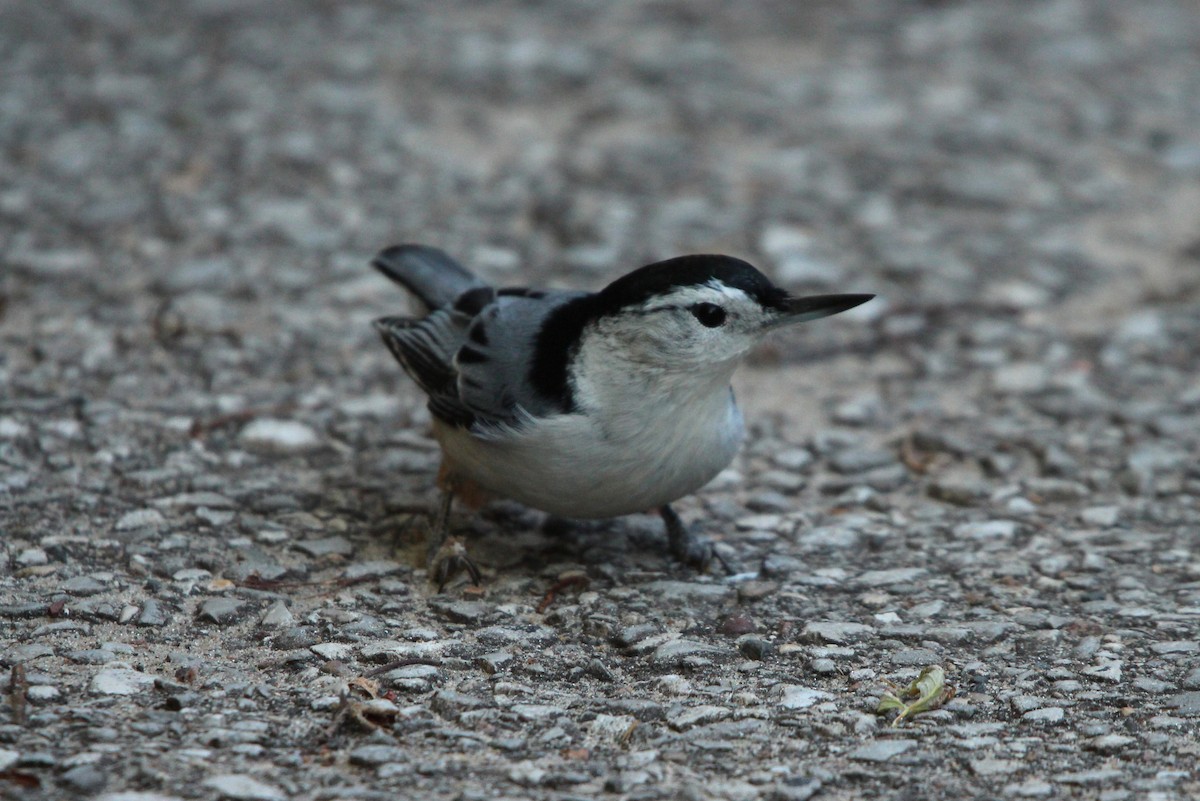 White-breasted Nuthatch (Eastern) - ML638769256