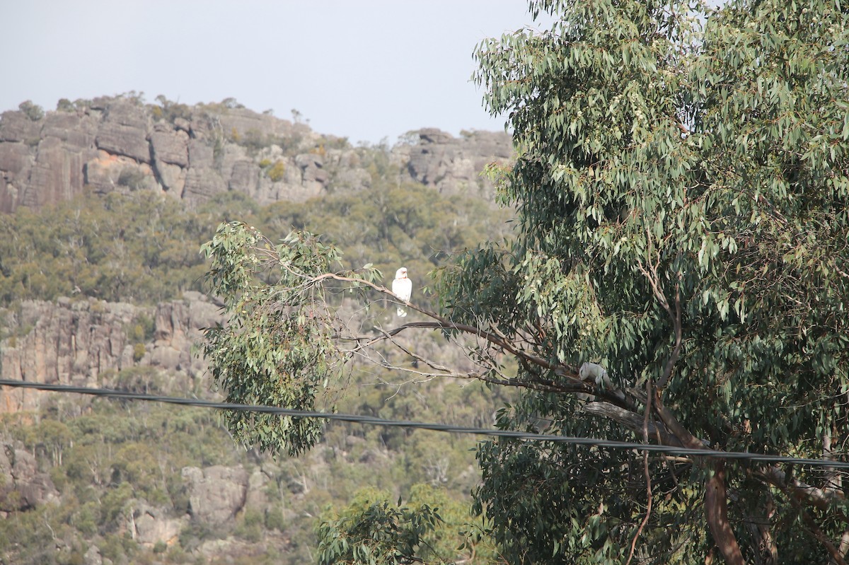 Long-billed Corella - ML638769258