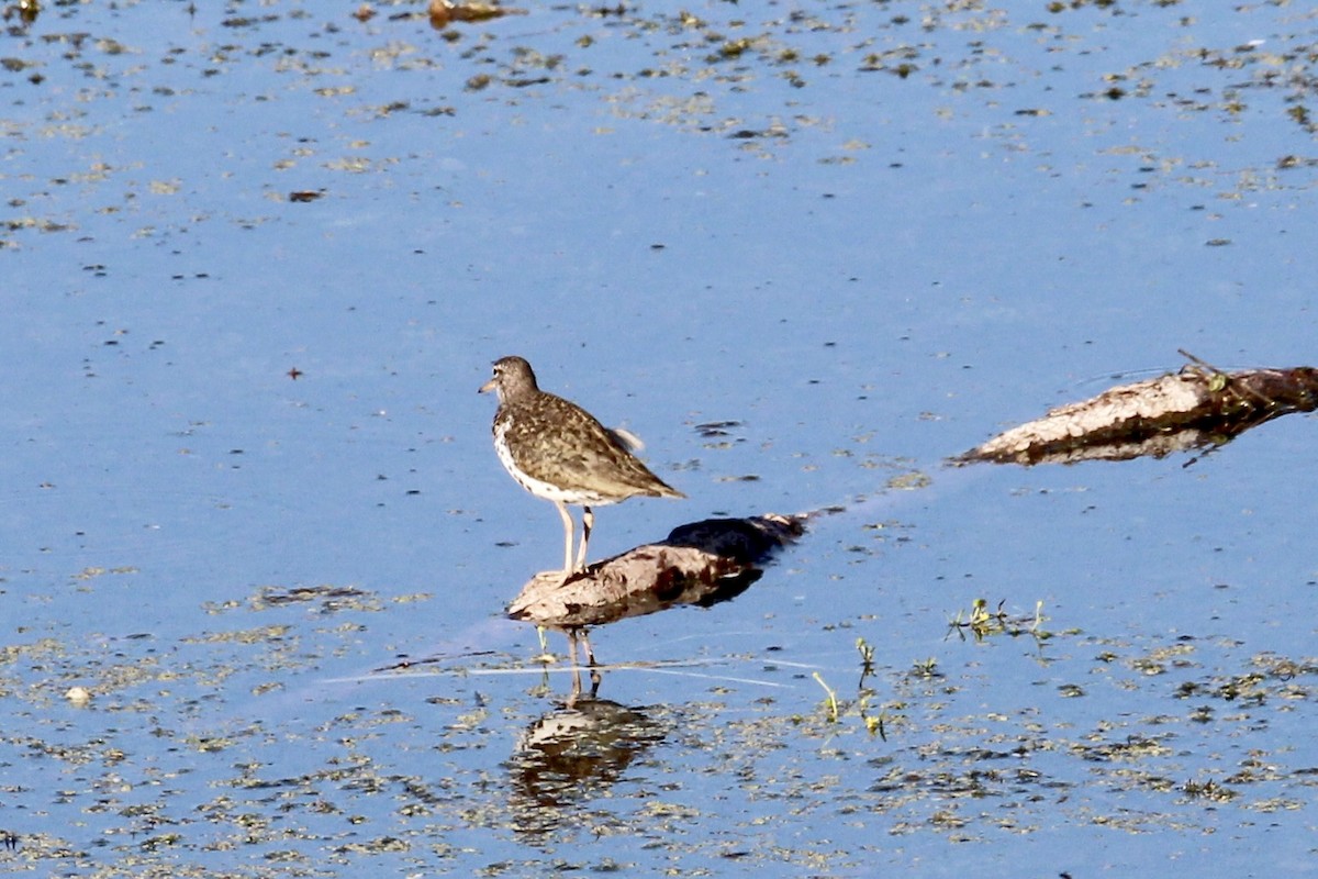 Spotted Sandpiper - ML638769259