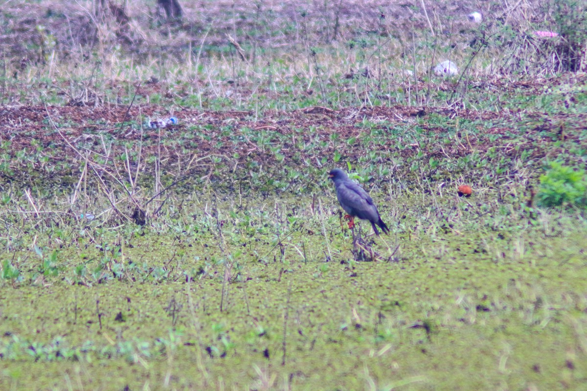 Snail Kite - ML638769260