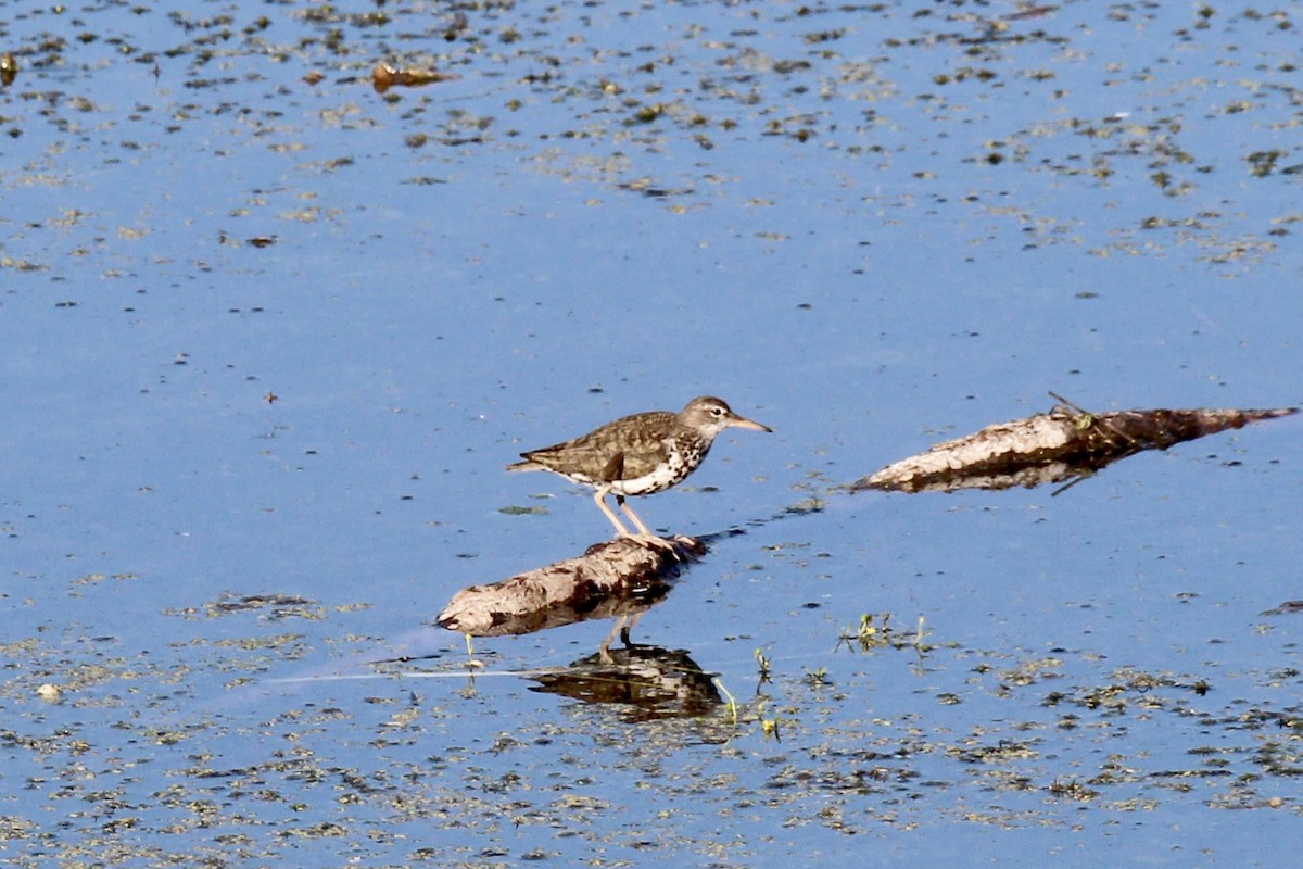 Spotted Sandpiper - ML638769261