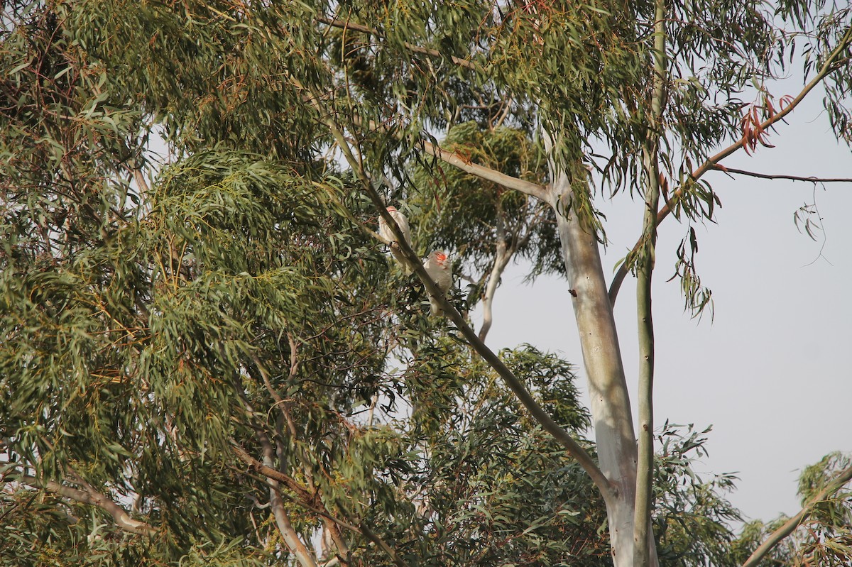 Long-billed Corella - ML638769263
