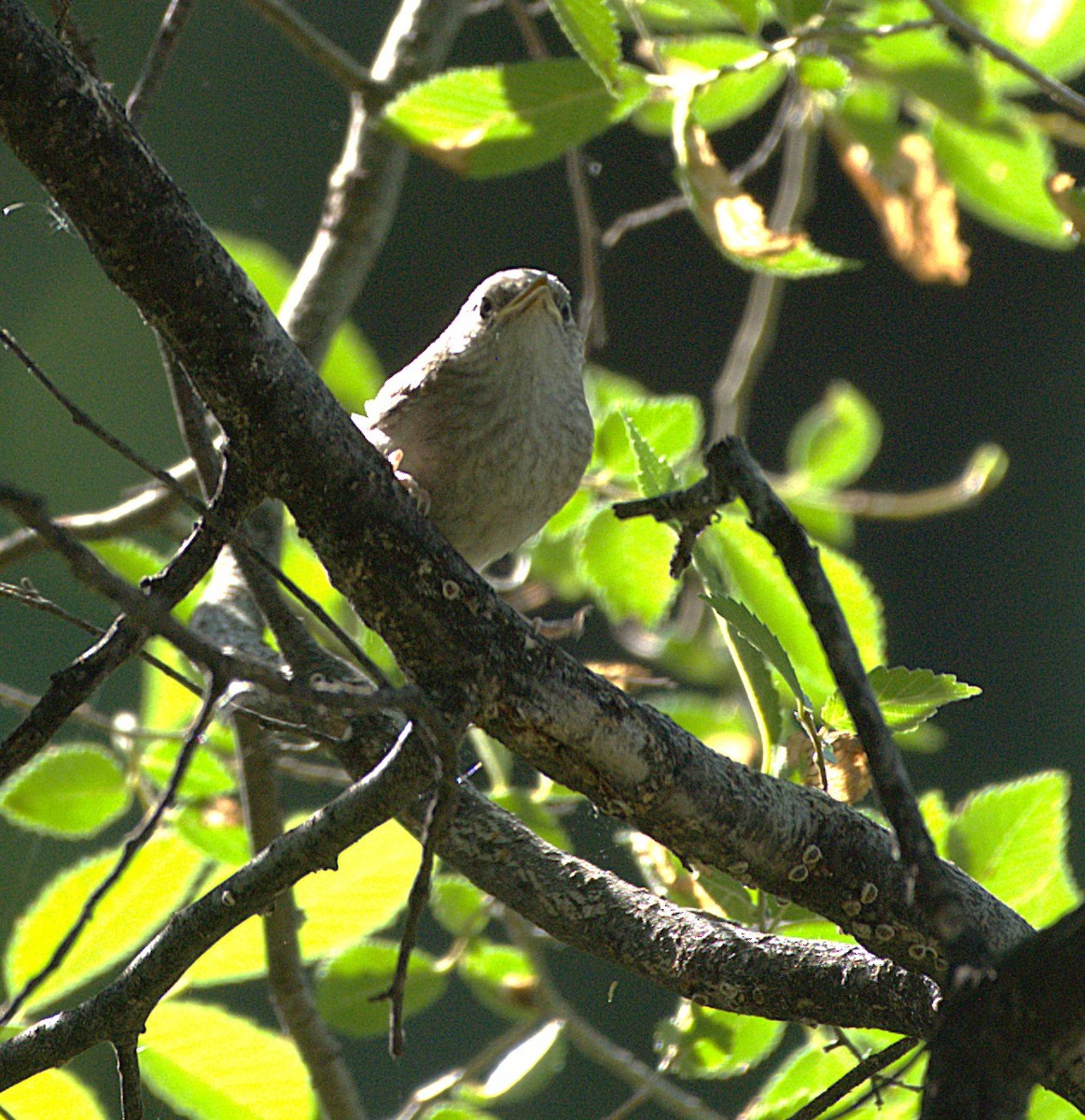 Yellow Warbler - ML638769264