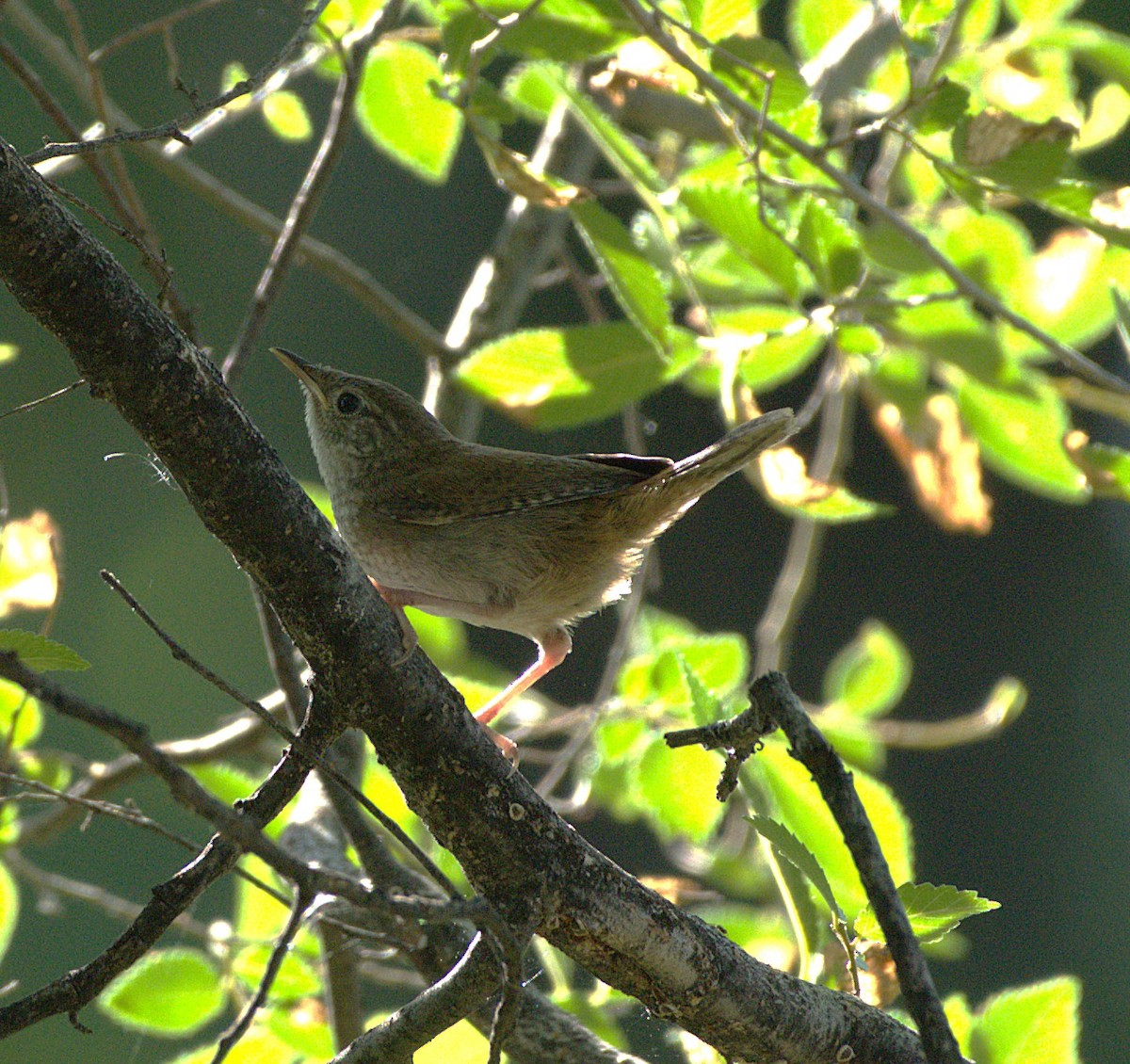 Yellow Warbler - ML638769265