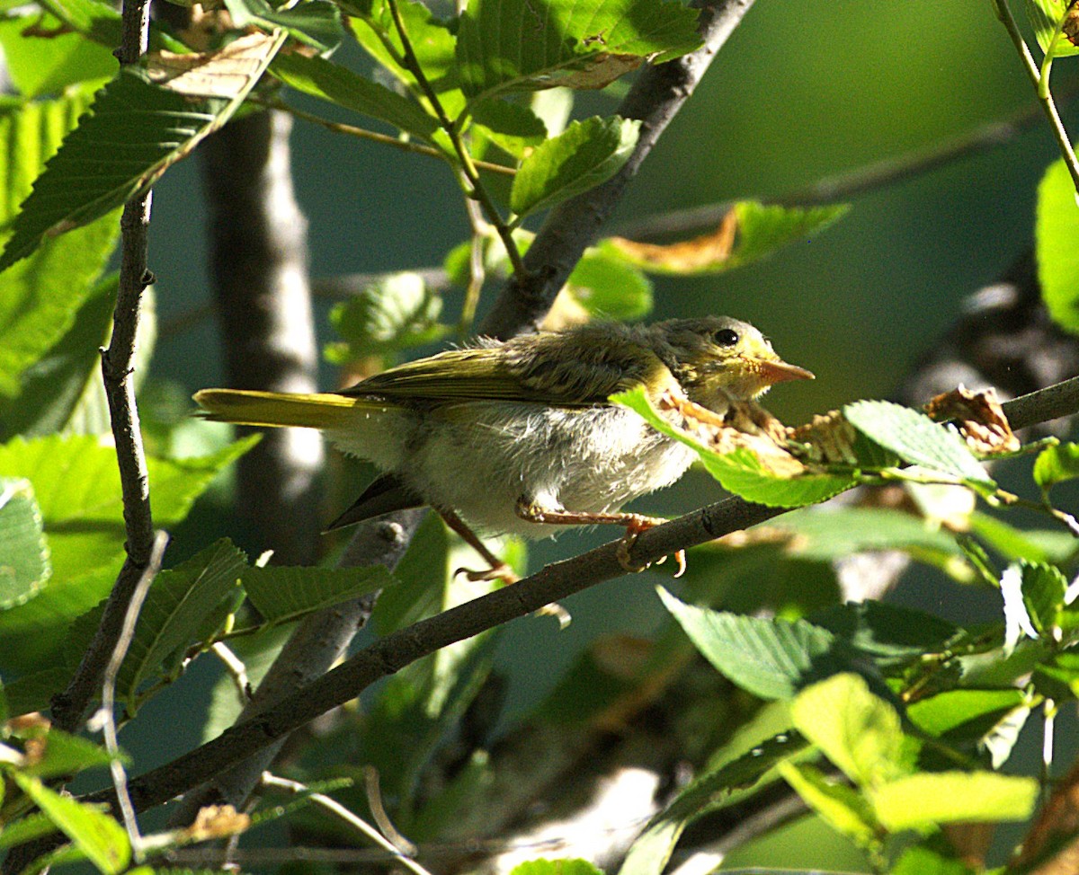 Yellow Warbler - ML638769266