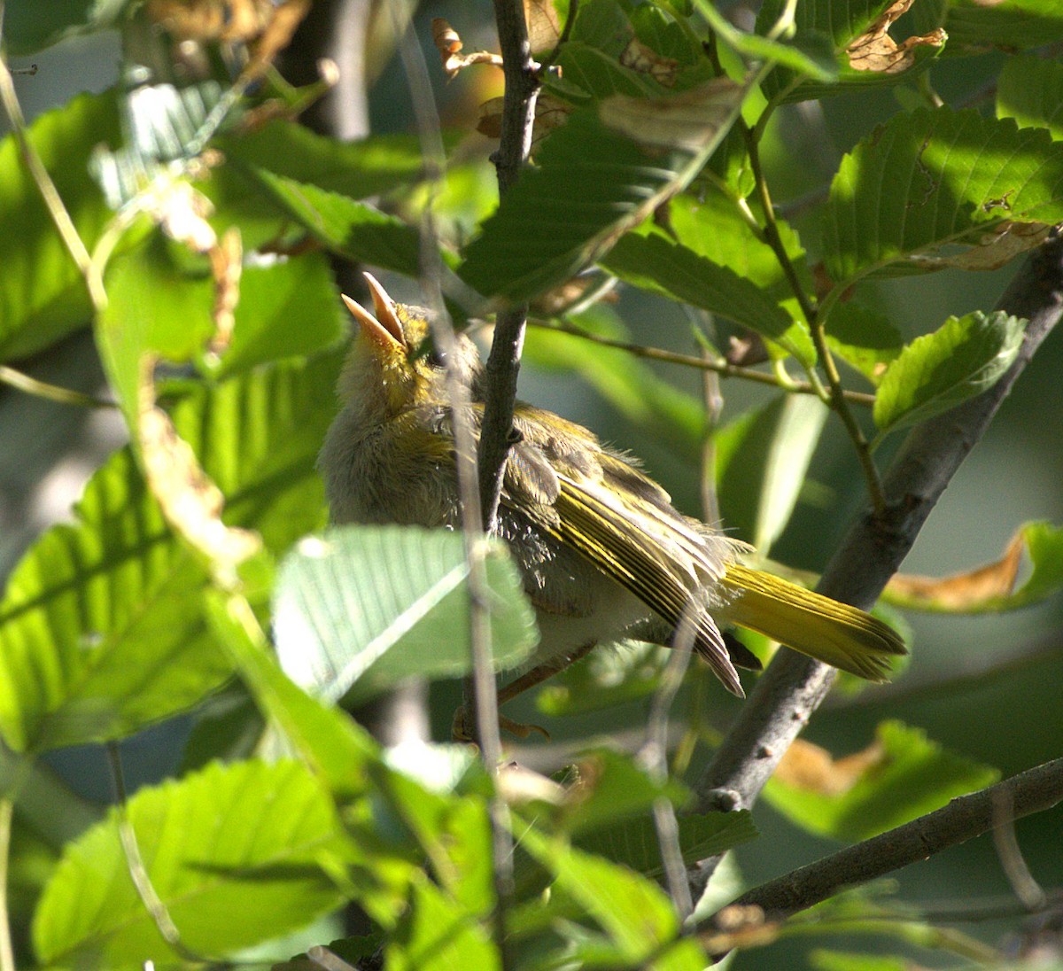 Yellow Warbler - ML638769268