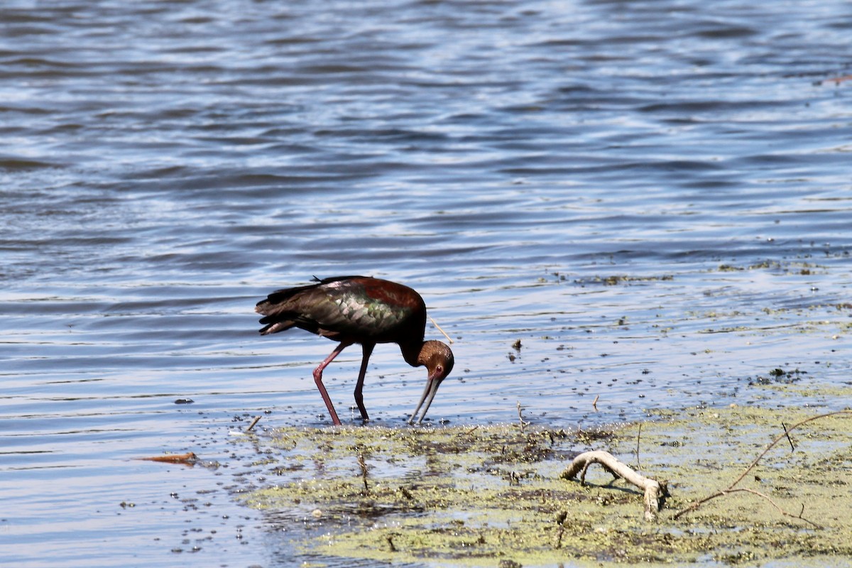 White-faced Ibis - ML638769269