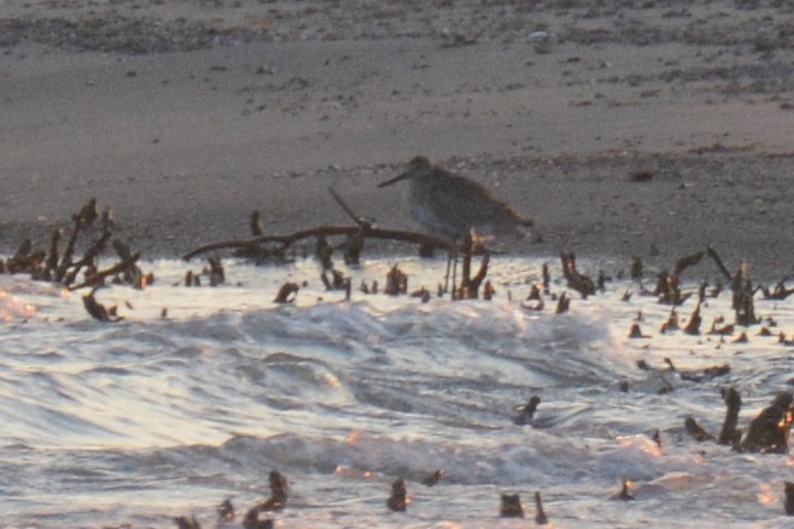 Willet - ML638769271