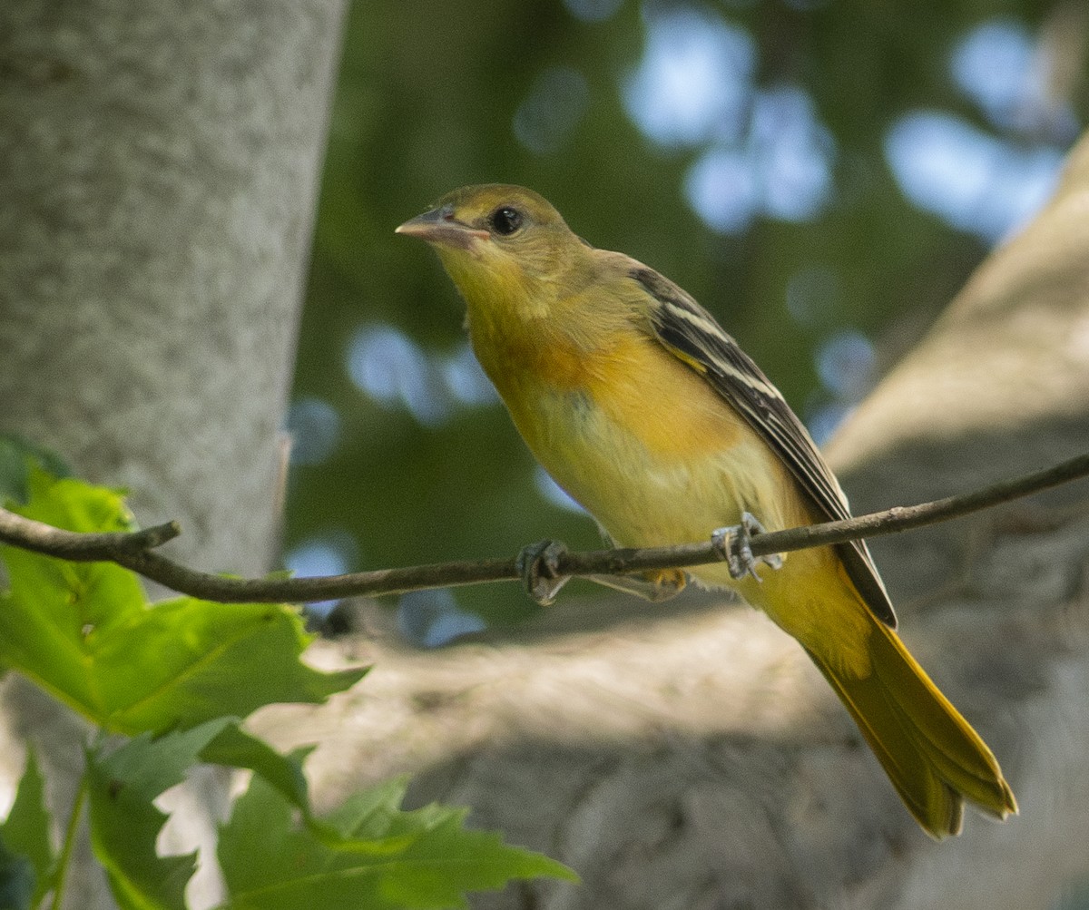 Baltimore Oriole - ML638769273