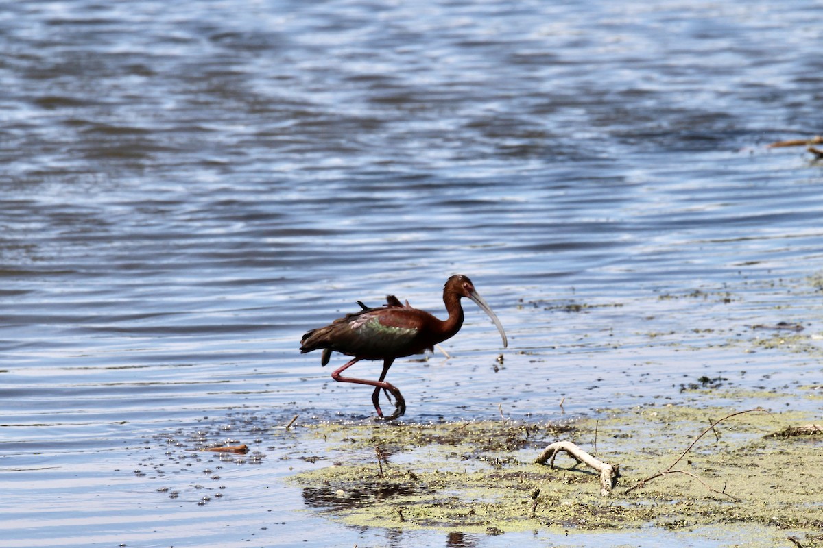 White-faced Ibis - ML638769275