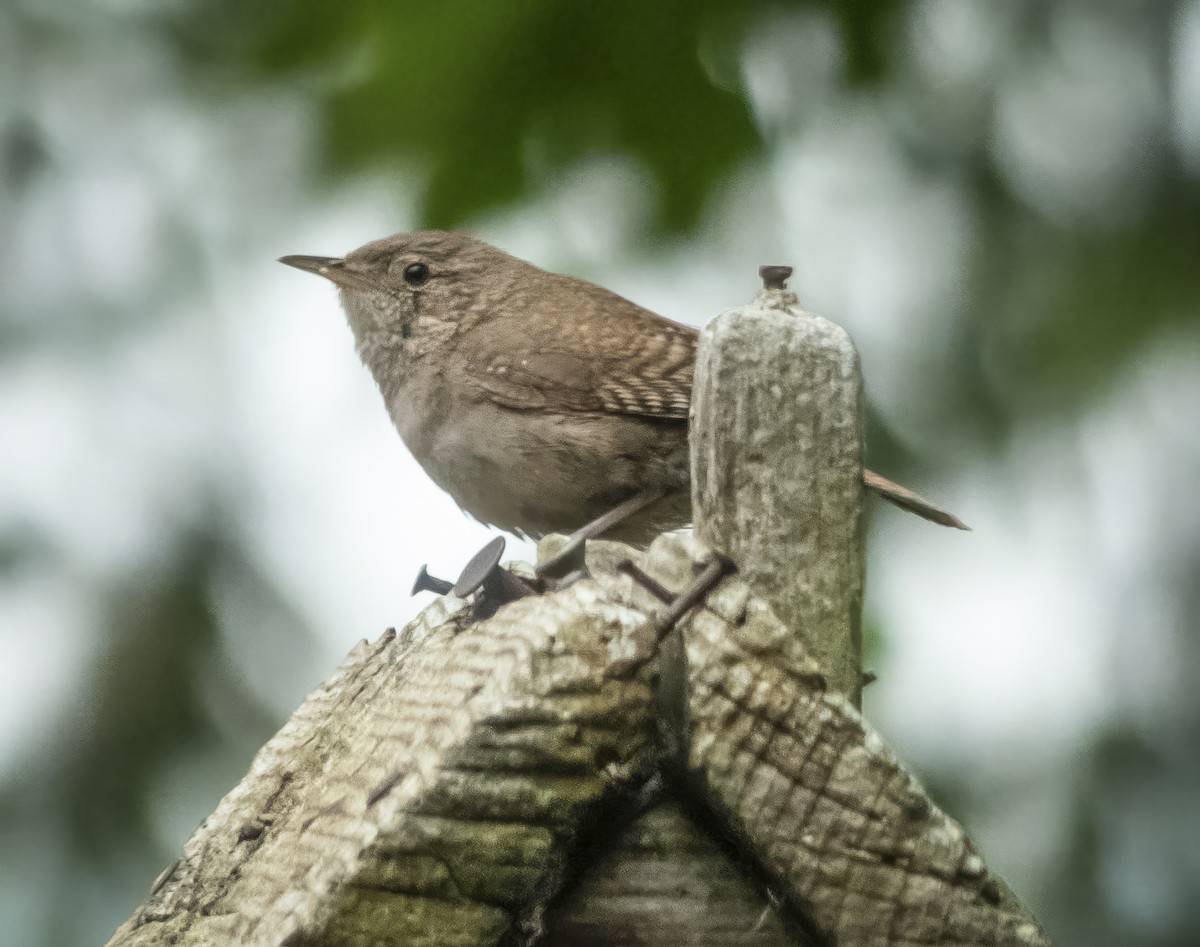 Winter Wren - ML638769276