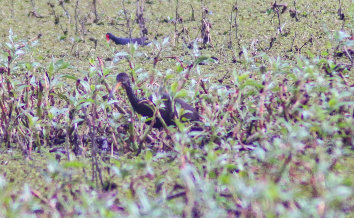 Limpkin - ML638769277