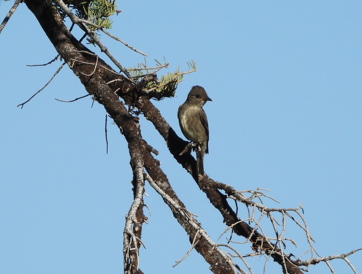 Olive-sided Flycatcher - ML638769294