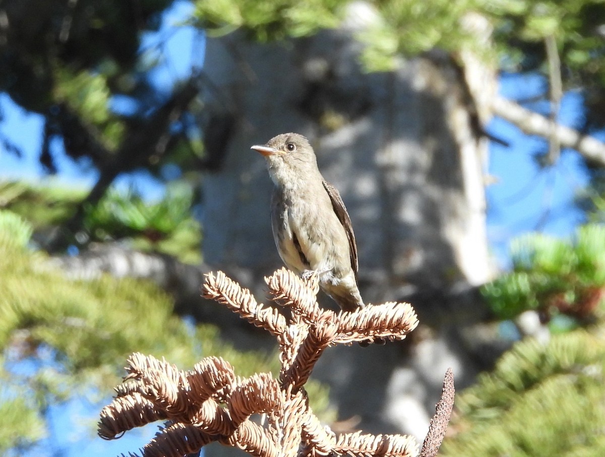 Olive-sided Flycatcher - ML638769295