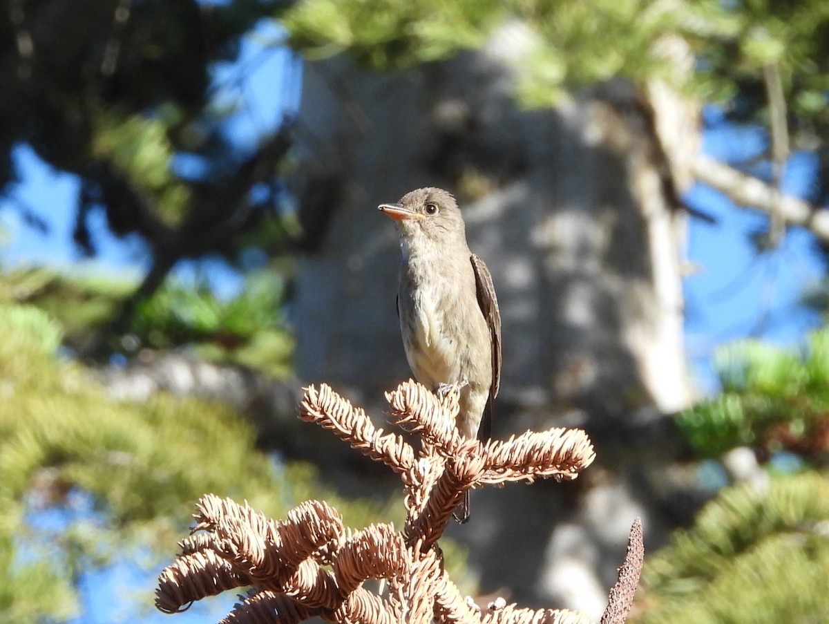 Olive-sided Flycatcher - ML638769297