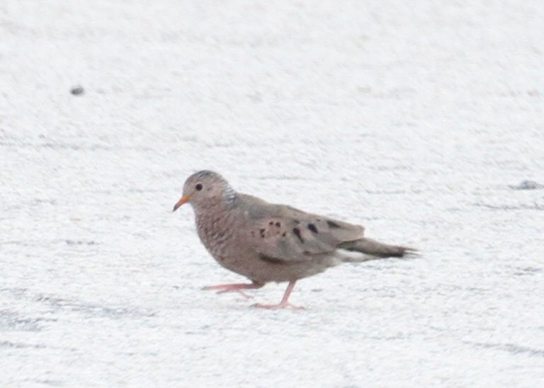Common Ground Dove - ML638769316