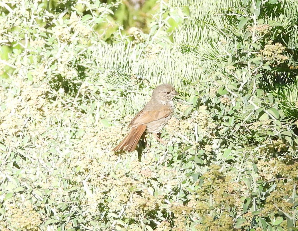 Fox Sparrow - ML638769317