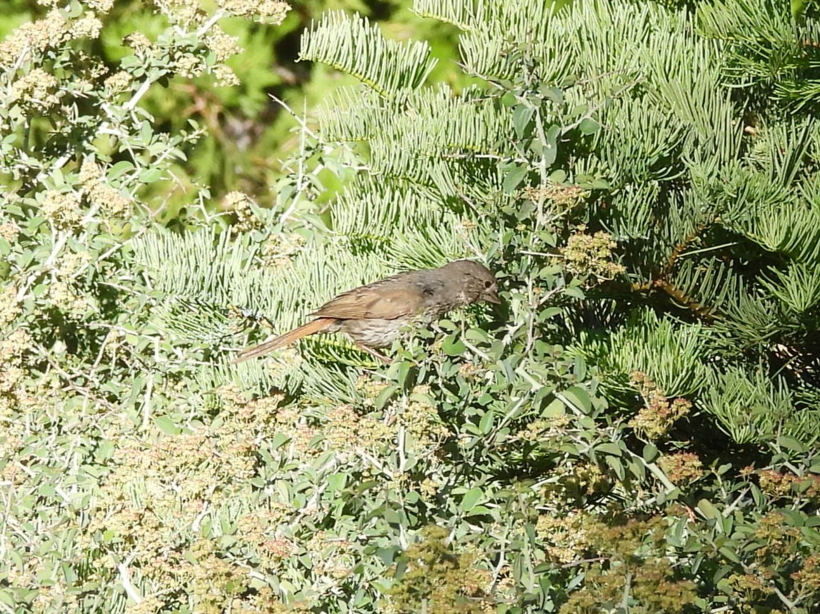 Fox Sparrow - ML638769318