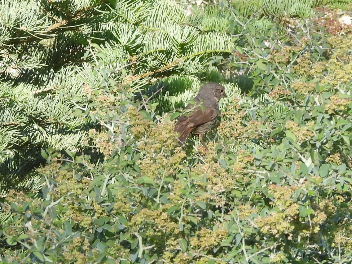 Fox Sparrow - ML638769319