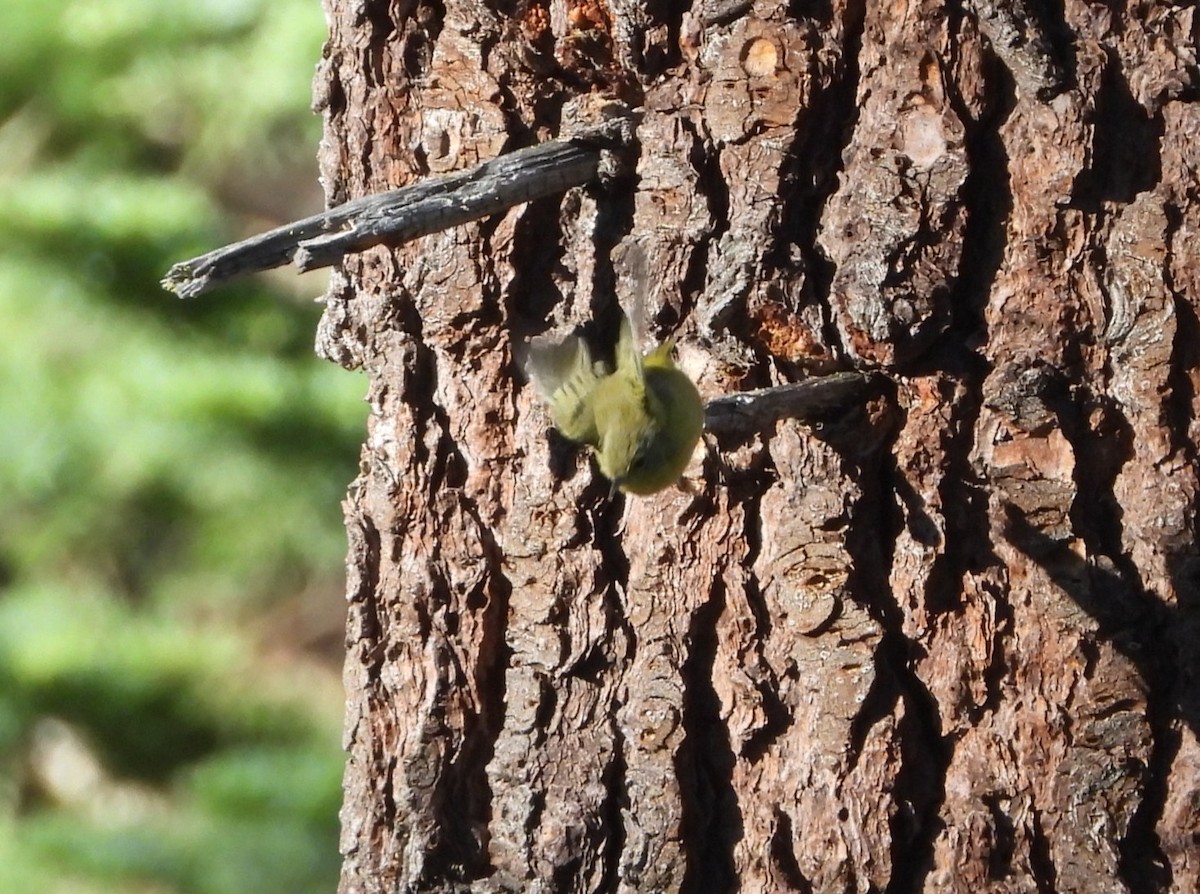 Orange-crowned Warbler - ML638769327