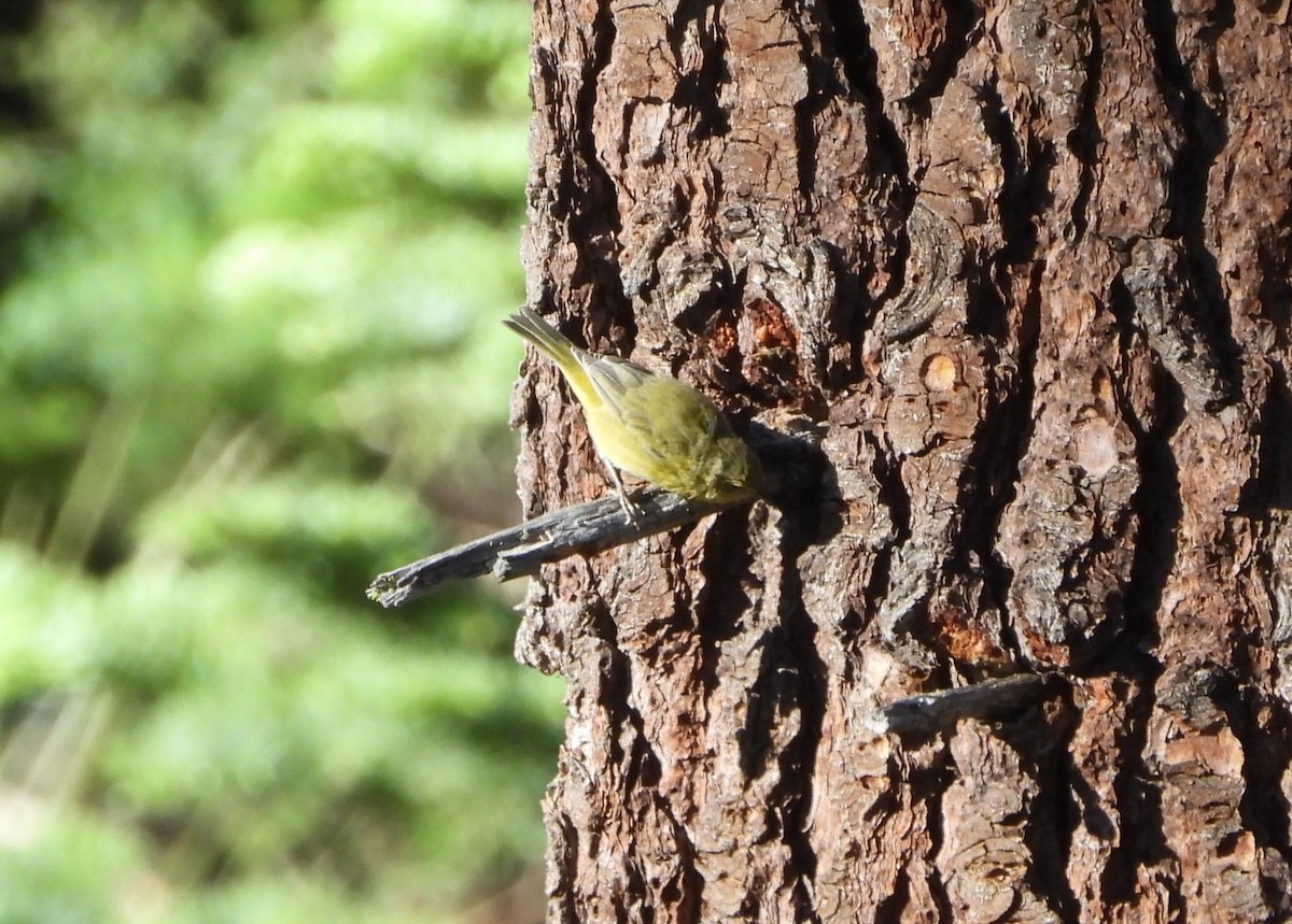 Orange-crowned Warbler - ML638769328
