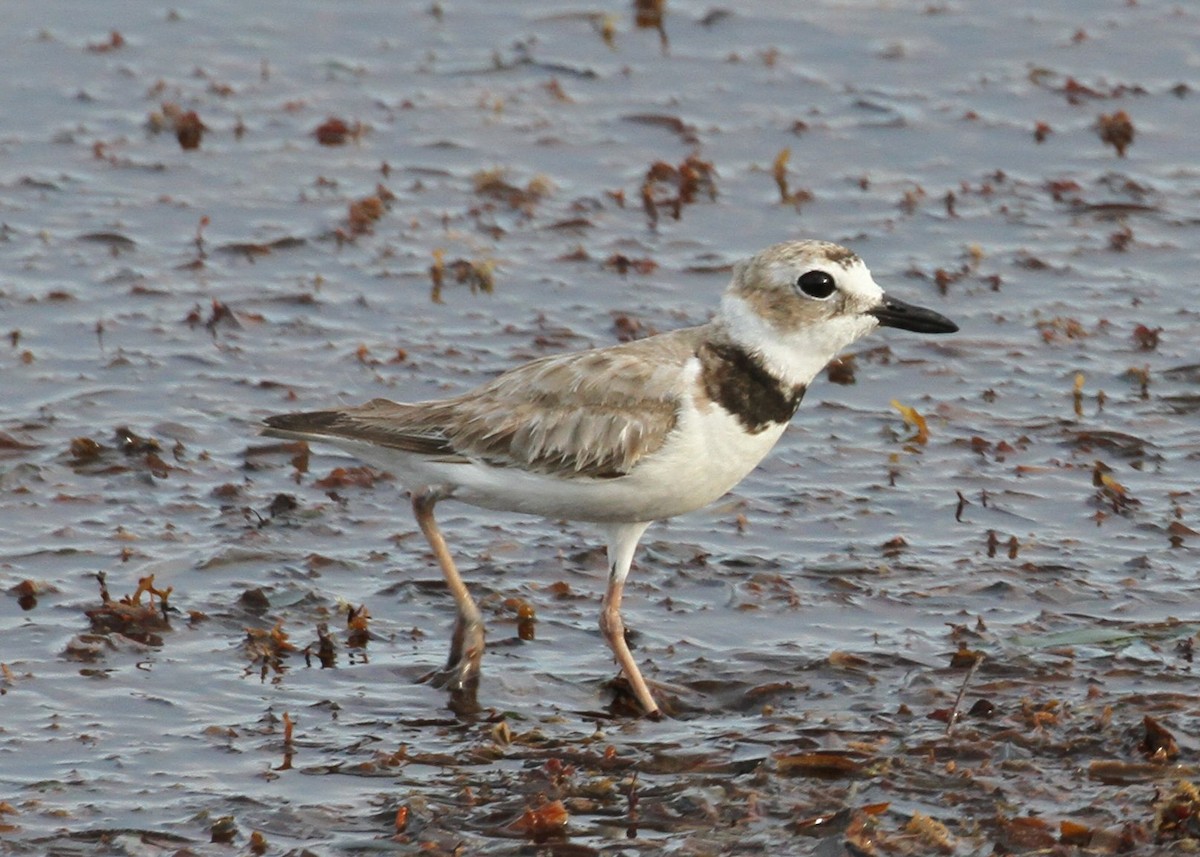 Wilson's Plover - ML638769331