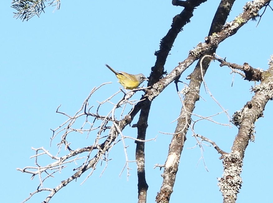 MacGillivray's Warbler - ML638769332
