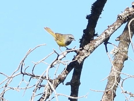 MacGillivray's Warbler - ML638769333