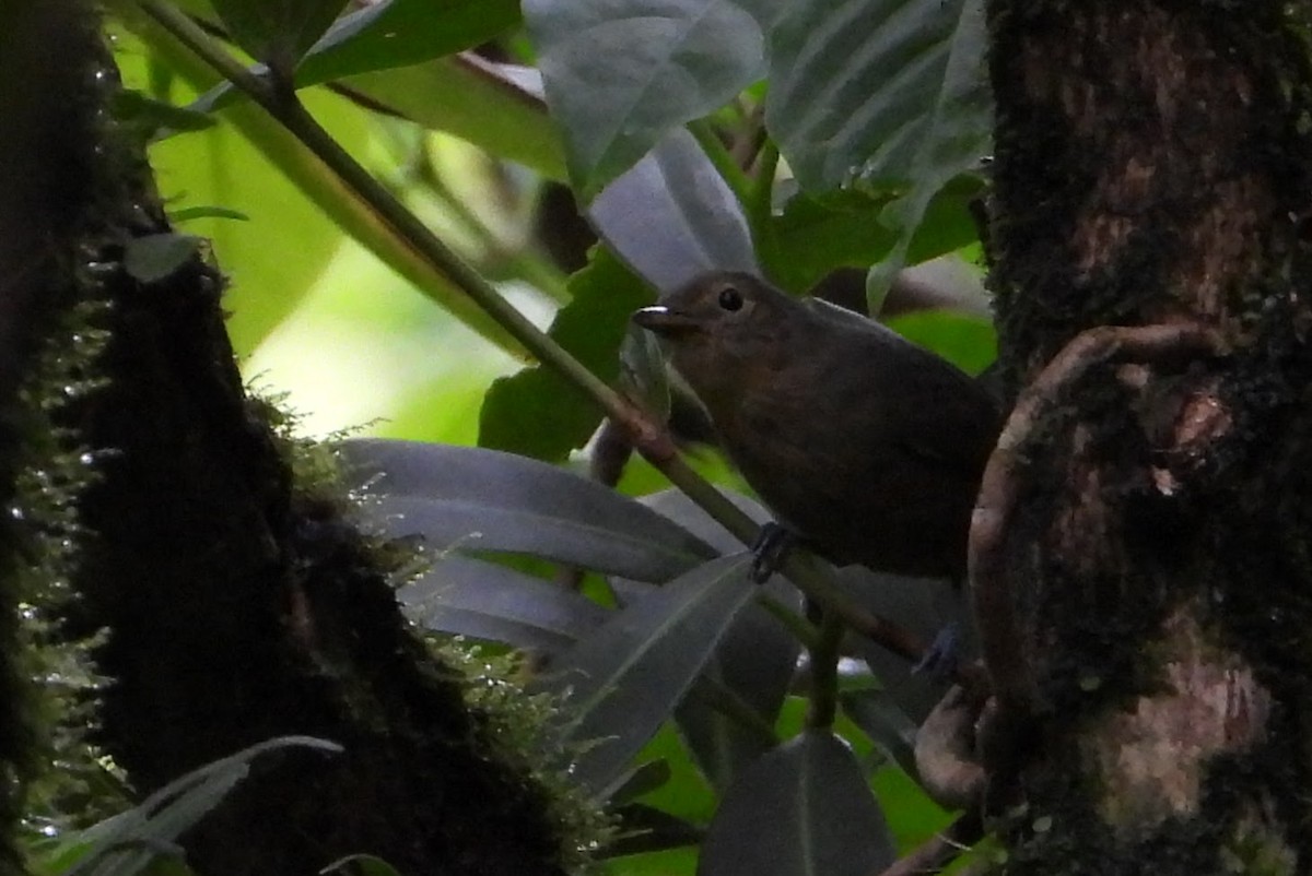 Streak-crowned Antvireo - ML638769337