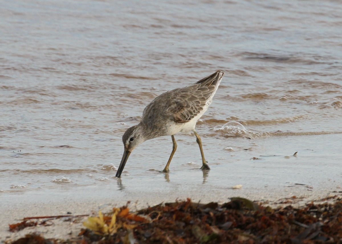 Short-billed Dowitcher - ML638769353