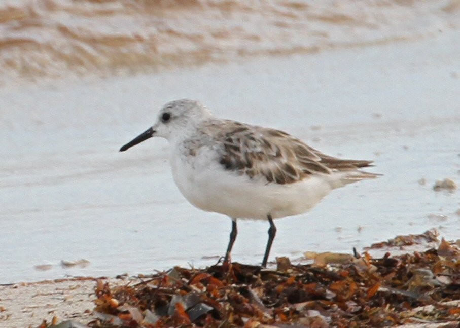 Sanderling - ML638769385