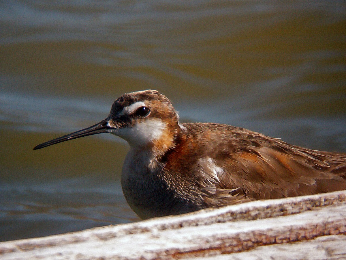 Wilson's Phalarope - ML638769401