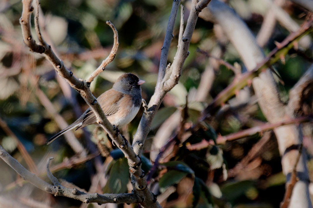 vinterjunko (oreganus gr.) - ML638769428