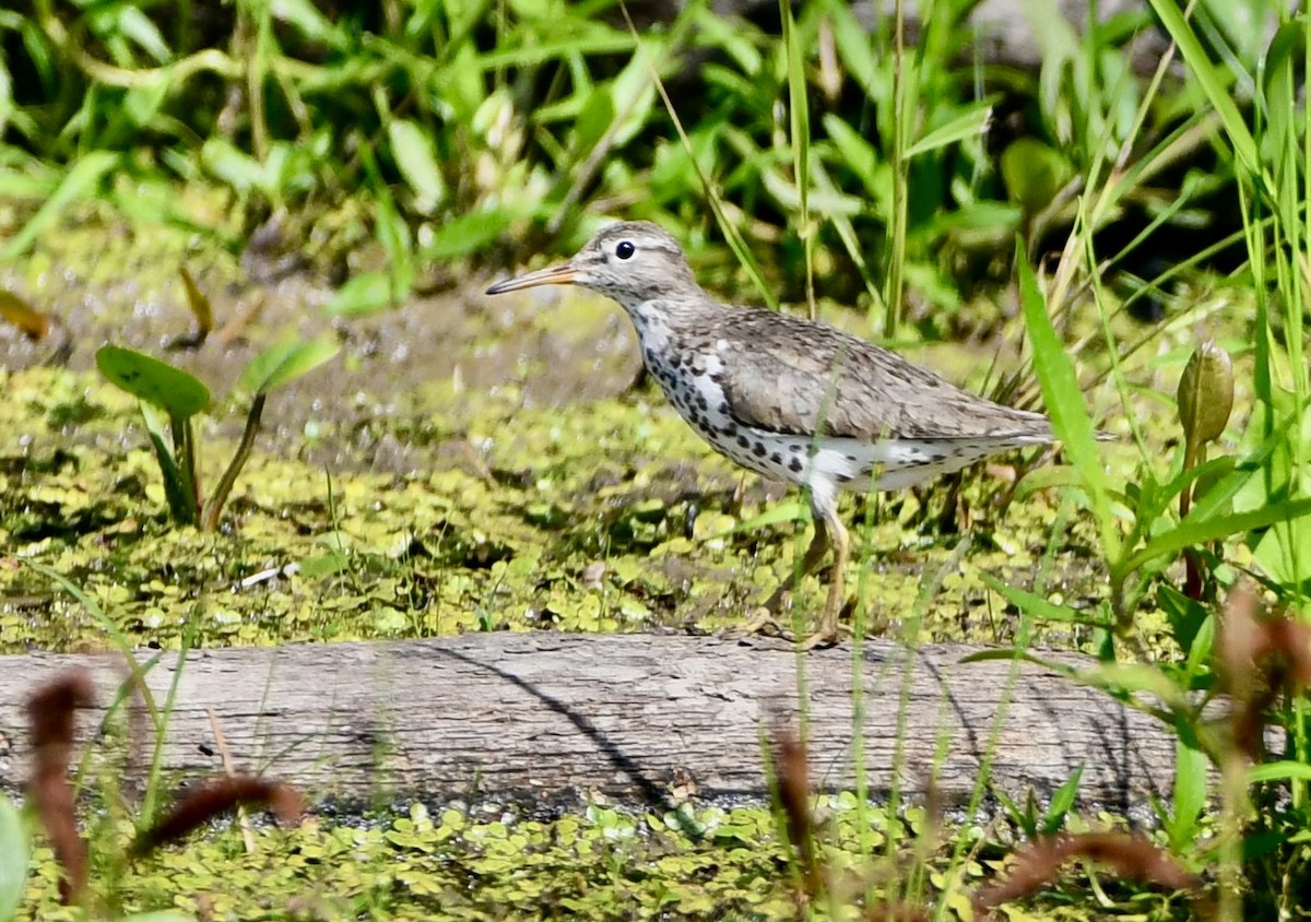 flekksnipe - ML638769441