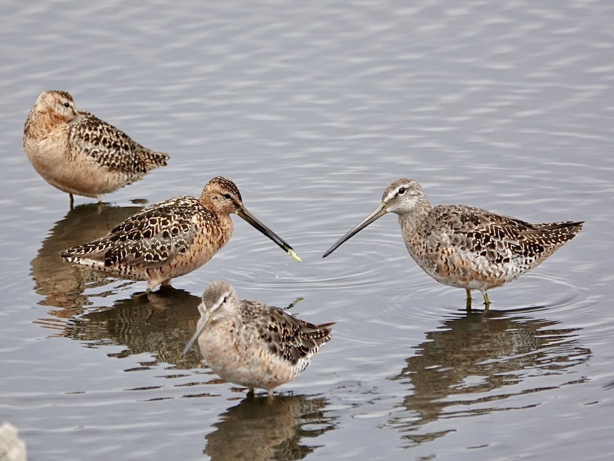 langnebbekkasinsnipe - ML638769456