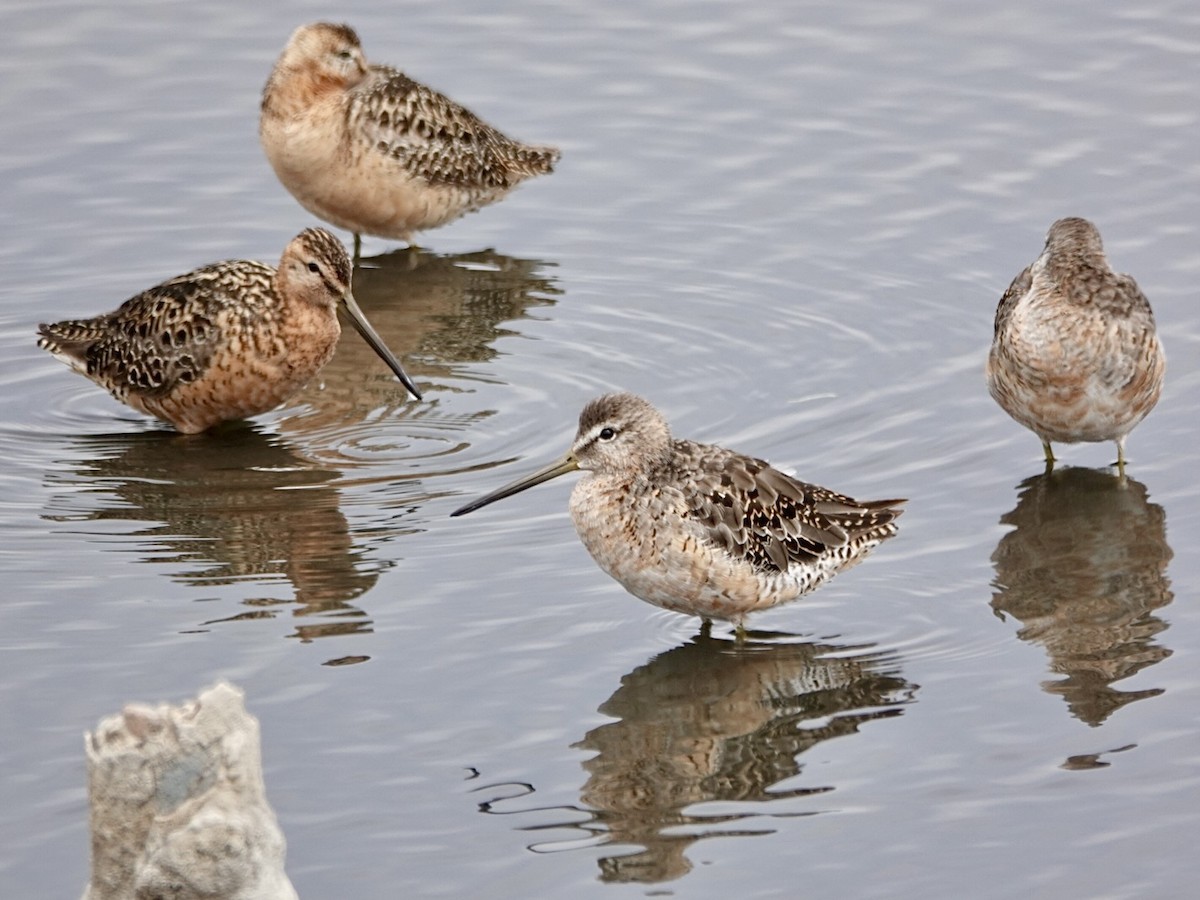 langnebbekkasinsnipe - ML638769457