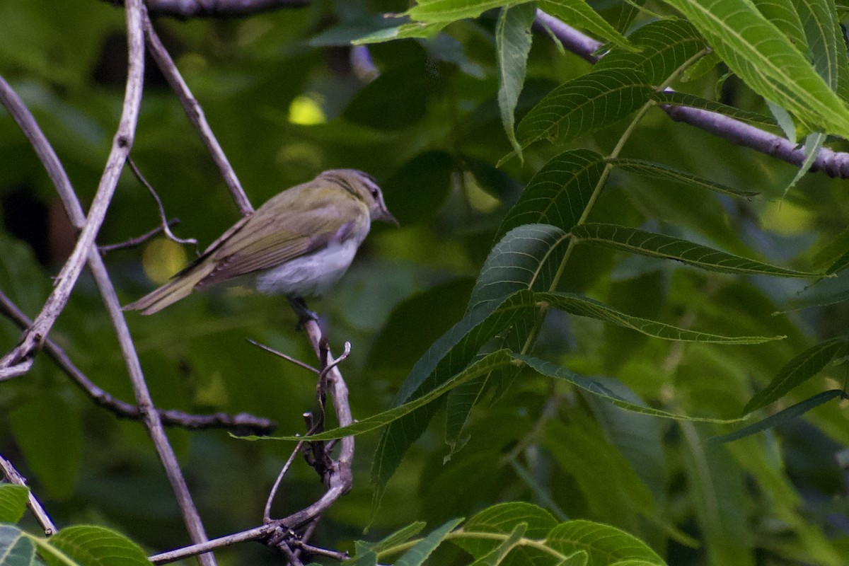 Red-eyed Vireo - ML638769476