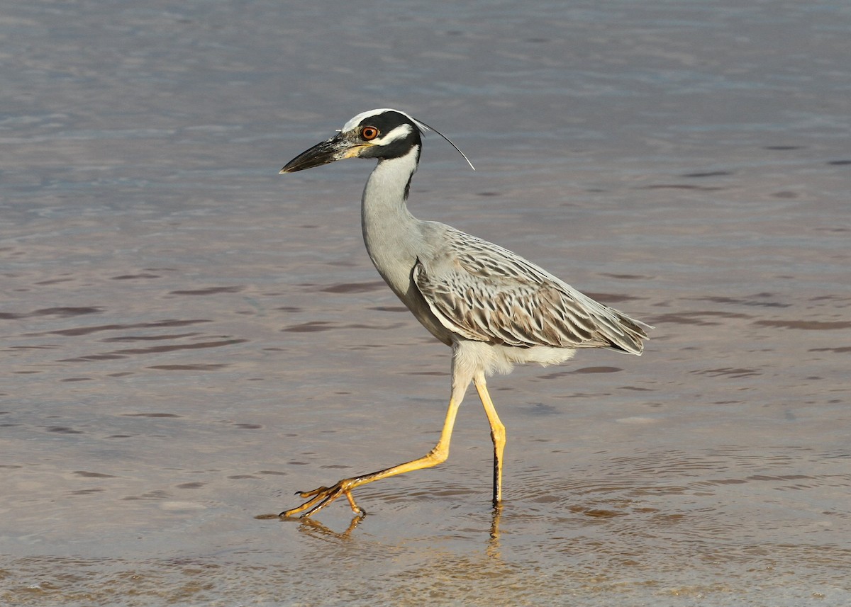 Yellow-crowned Night Heron - ML638769503