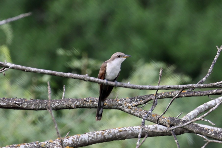 Yellow-billed Cuckoo - ML638769506