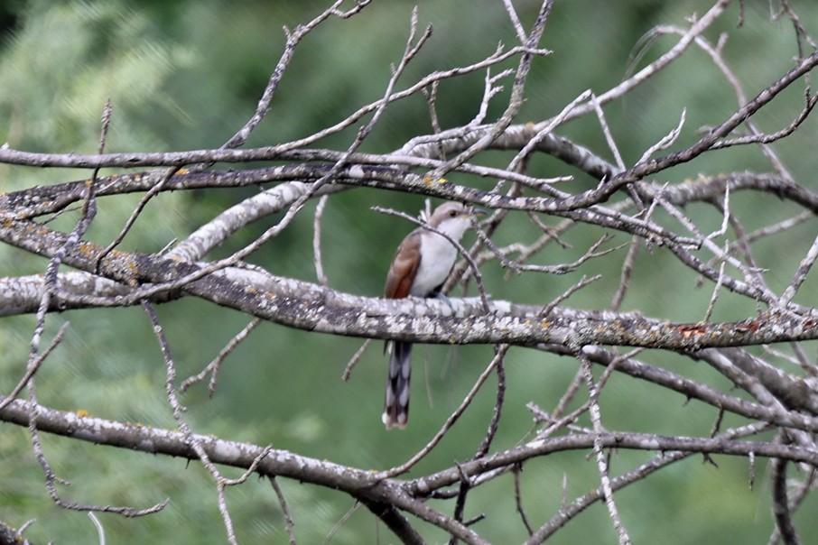 Yellow-billed Cuckoo - ML638769507