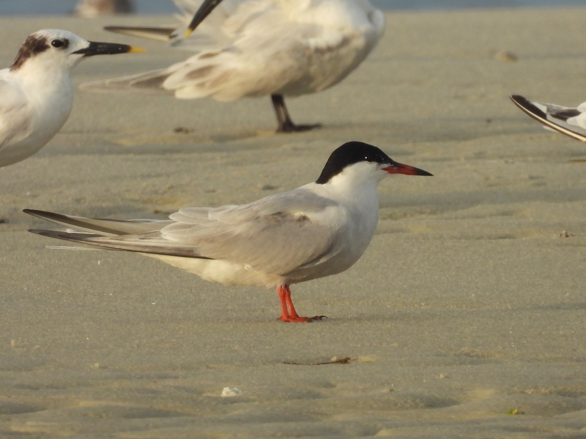 Common Tern - ML638769513