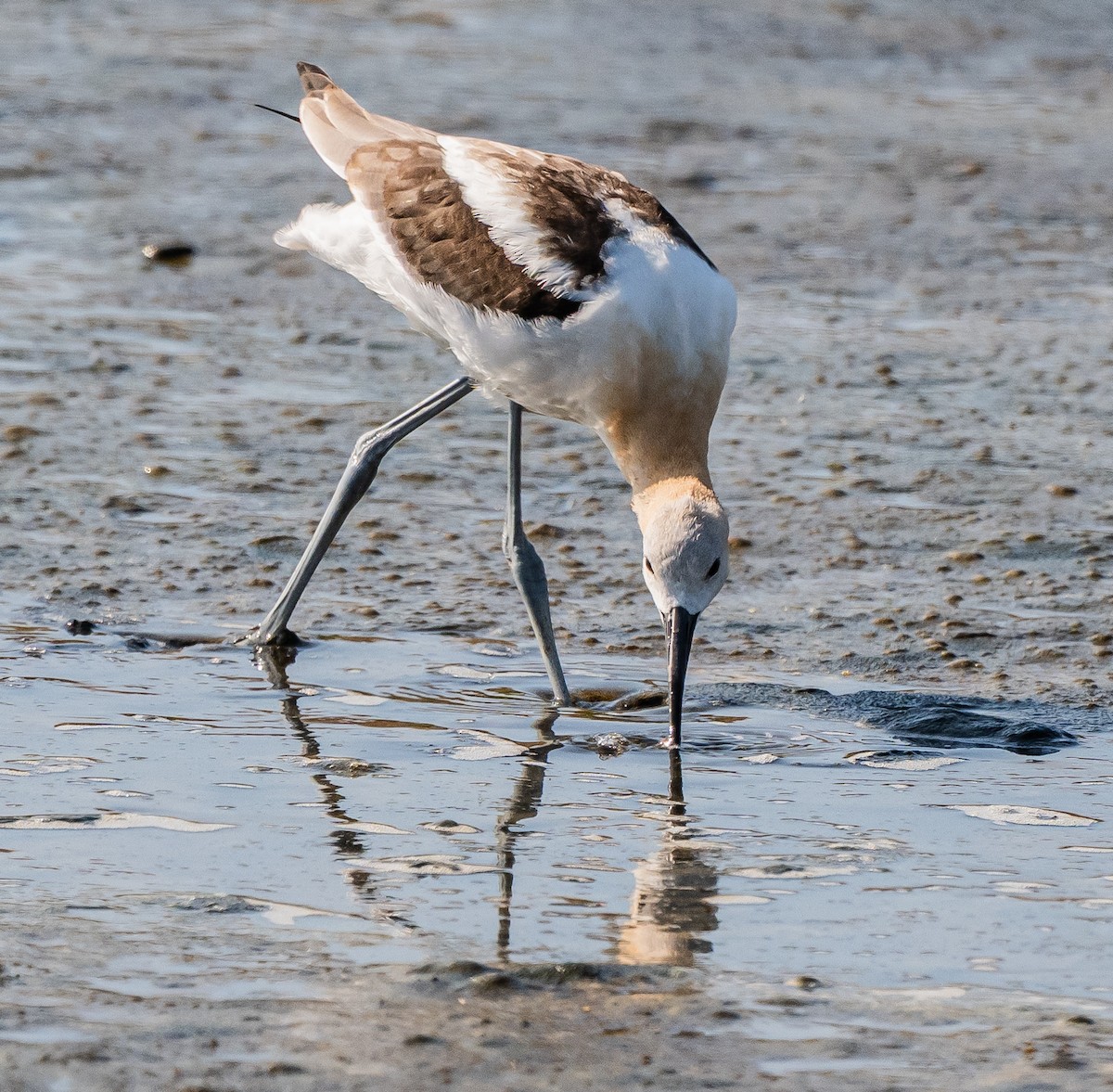 American Avocet - ML638769517