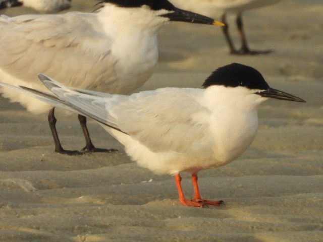 Roseate Tern - ML638769518