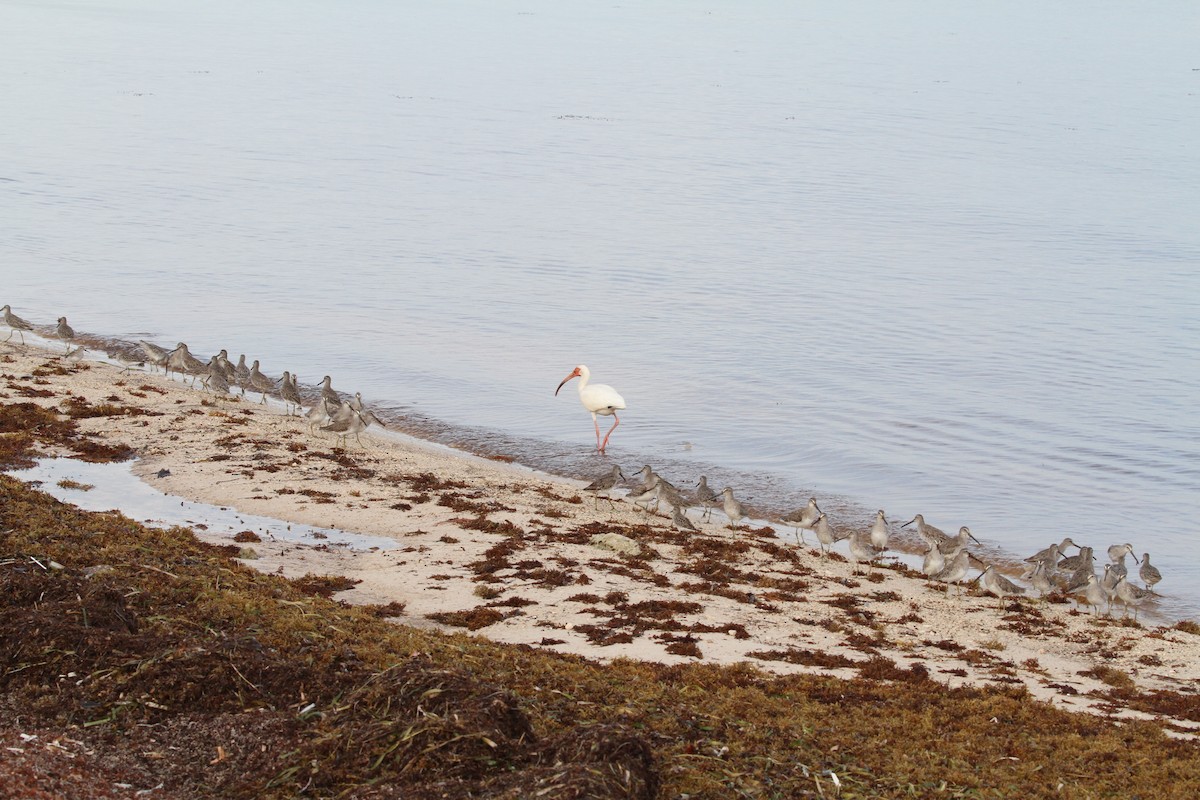 White Ibis - ML638769519