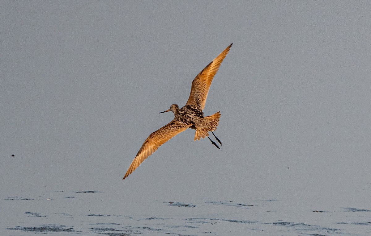 Marbled Godwit - ML638769535
