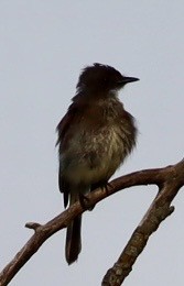 Mosquero Fibí - ML638769573