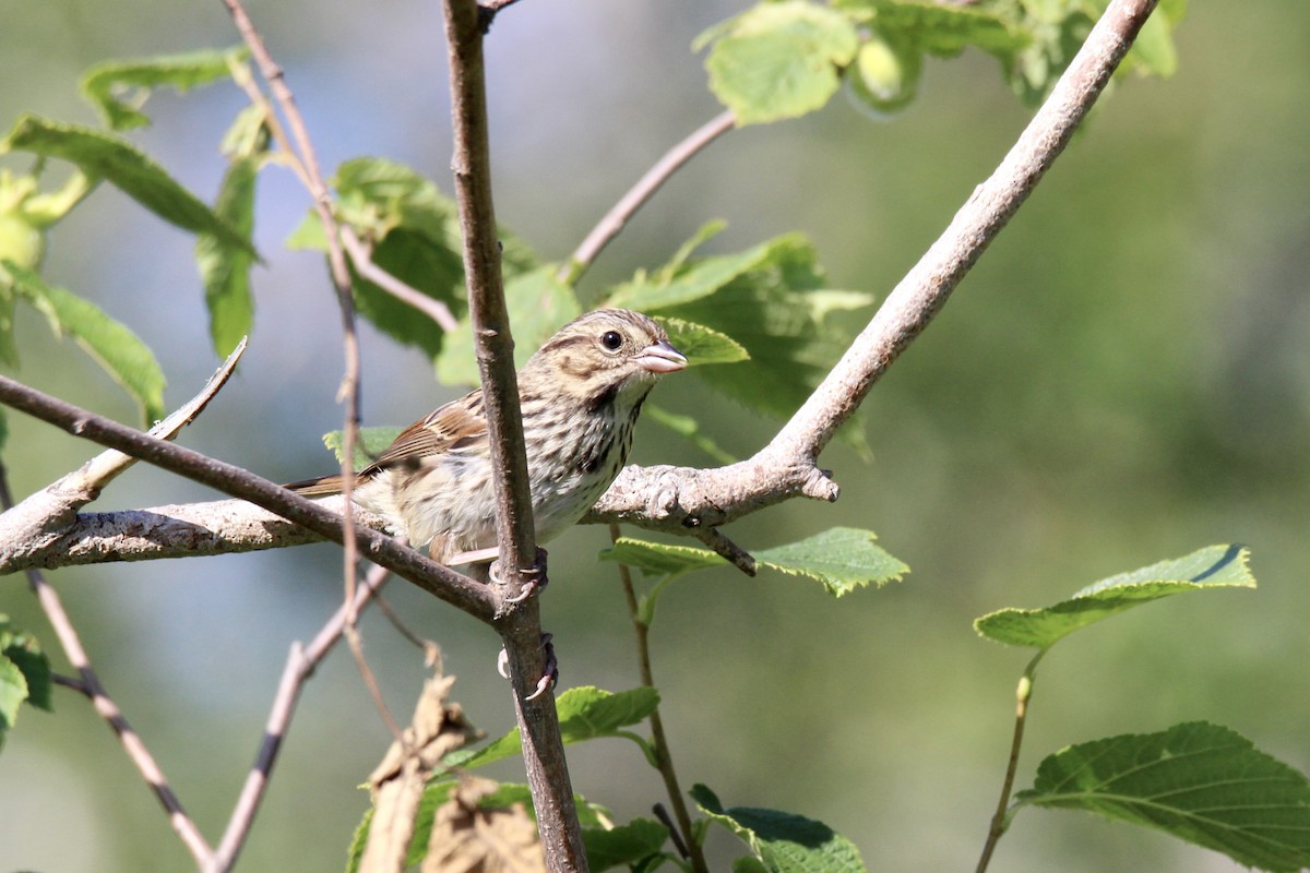 Song Sparrow (melodia/atlantica) - ML638769582